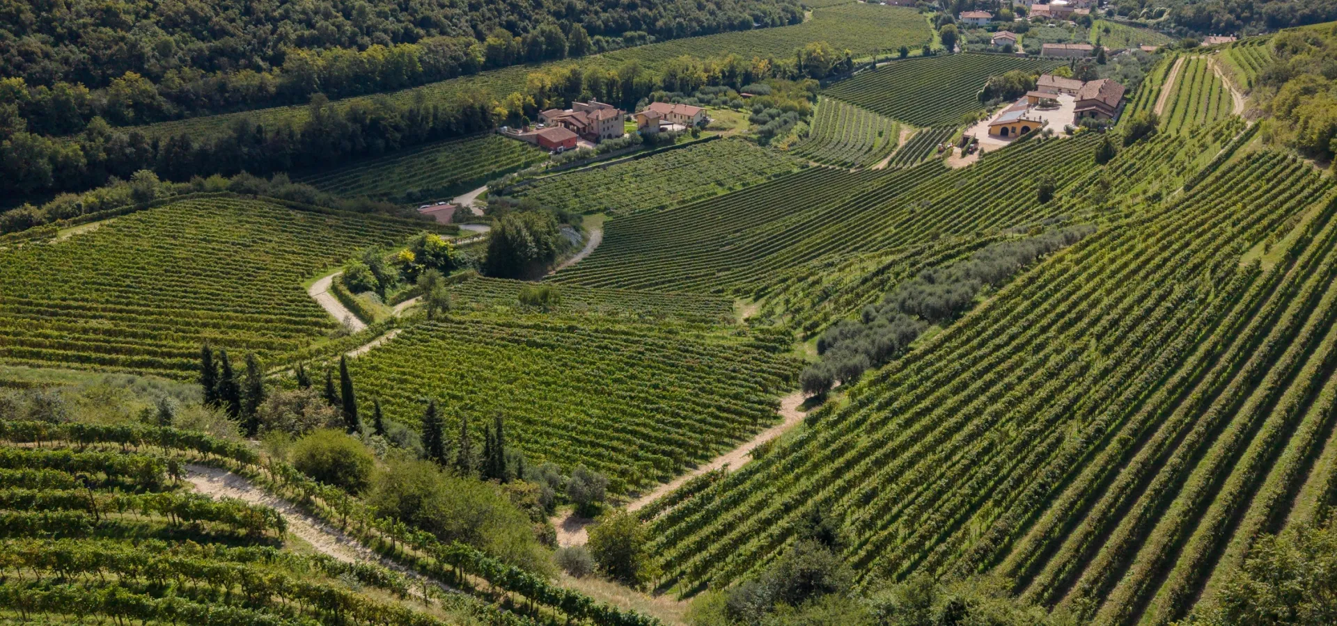 Vigneti Coali in autunno