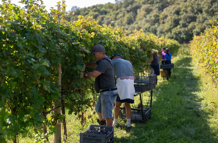 Vigneto Coali durante la vendemmia 2026.