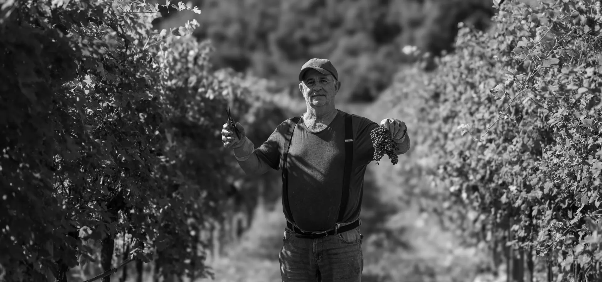 Vigneti della Valpolicella al tramonto